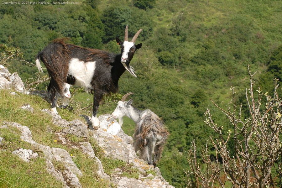 Cheddar Gorge Goats