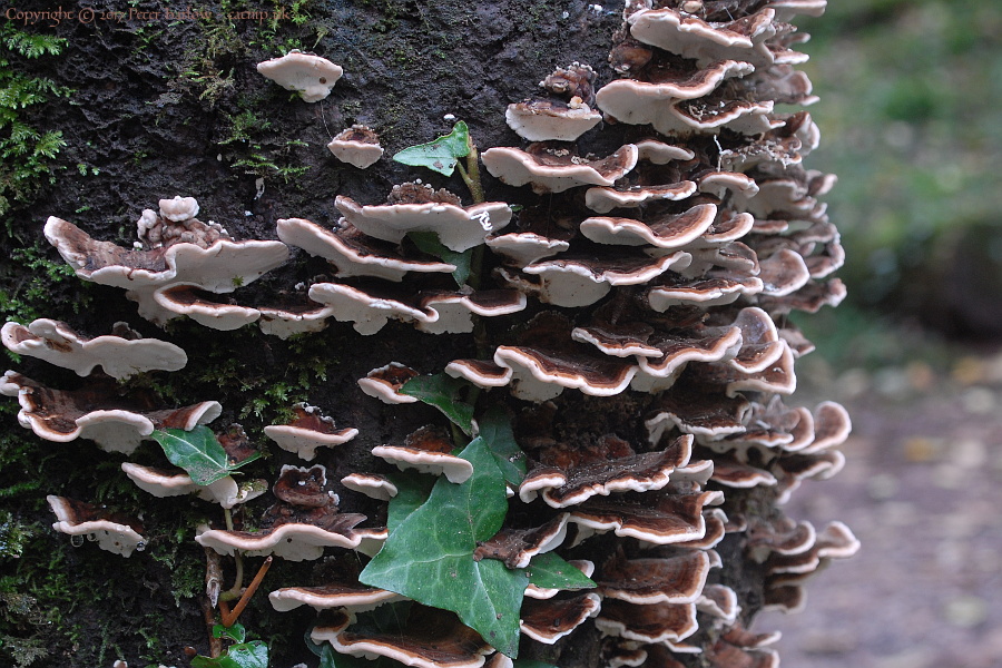 Ebbor Fungi