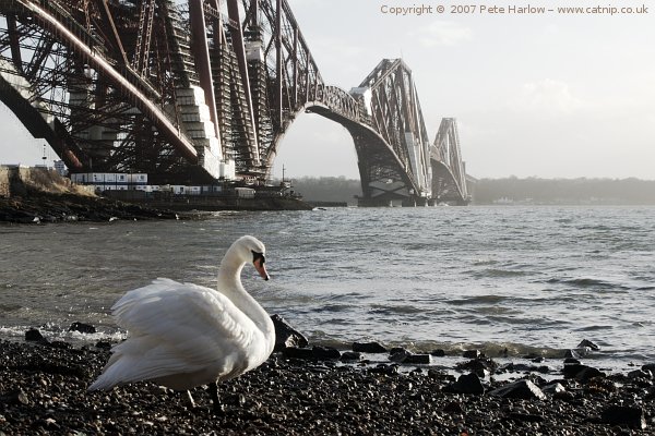 Swan on the Firth of Forth