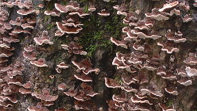 Ebbor Gorge Fungi