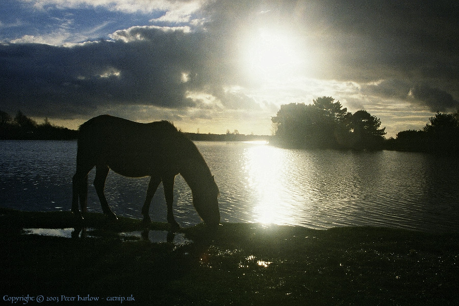 Pony and Pond