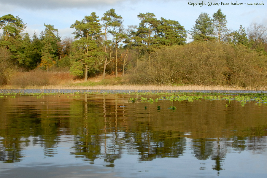 Trees reflected in the pond