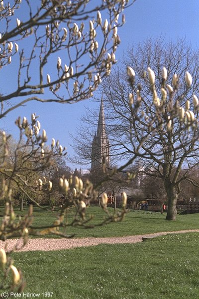 Salisbury Cathedral seen from the Elizabeth Gardens