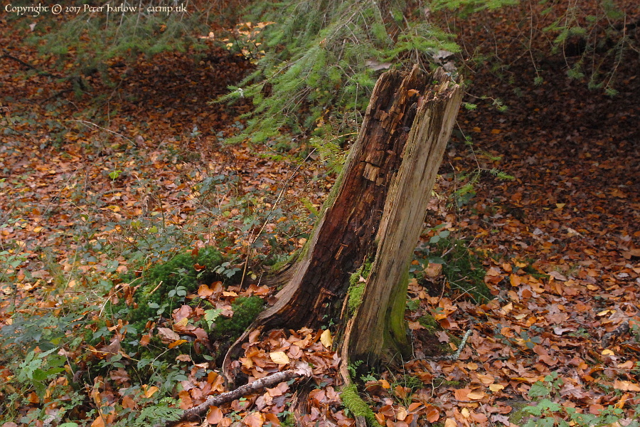 The Old Tree Stump