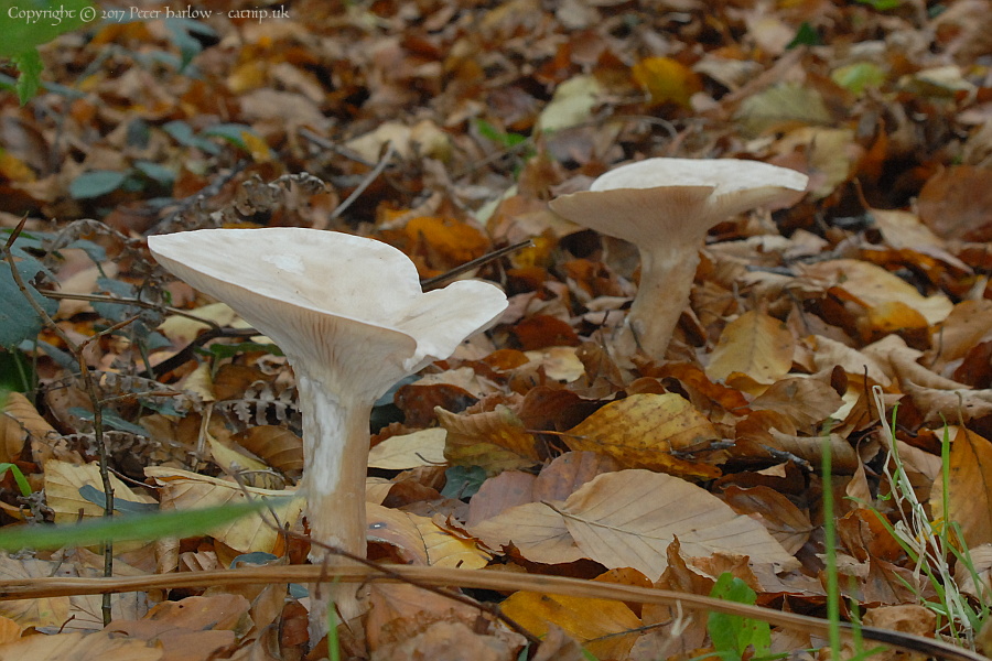 Fungi at Wilverley