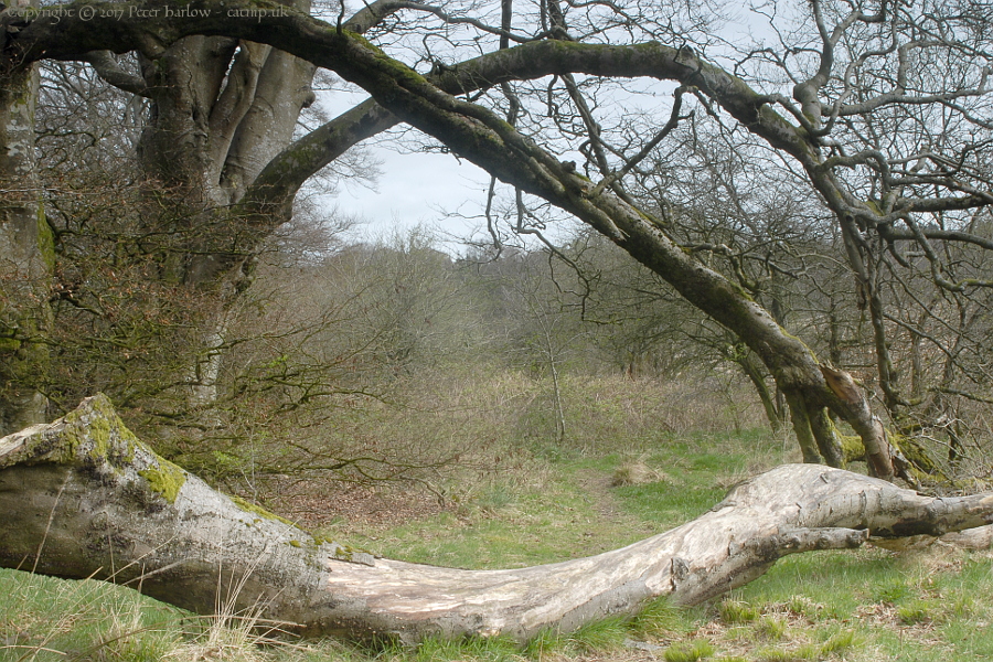 Tree Arches